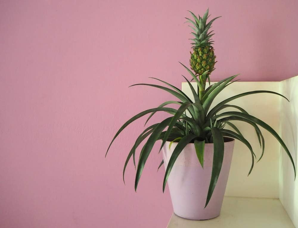 Bloomique - 2Er Set - Ananas Comosus - Ananas Pflanze - Bromelien - Zimmerpflanzen - Luftreinigend - Höhe 30-40 Cm - Topf 12 Cm