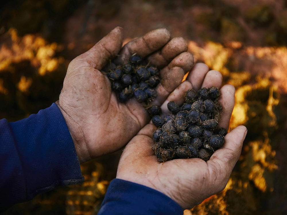 Cafea Black Ivory - 35 de grame de boabe de cafea, boabe întregi, neprăjite, fără arome adăugate, 1 bucată