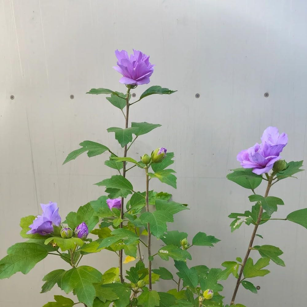 Hibiskussamen, Mehrjährig, Balkon Exotische Stauden Winterhart 20Pcs