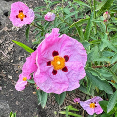 Zistrose Exotische Bio Grünpflanzen Cistus Creticus Seltene Büropflanzen Balkonpflanzen Frühlingsblumen Winterharte Kübelpflanzen Topfpflanzen Nachhaltige Geschenke 250Samen