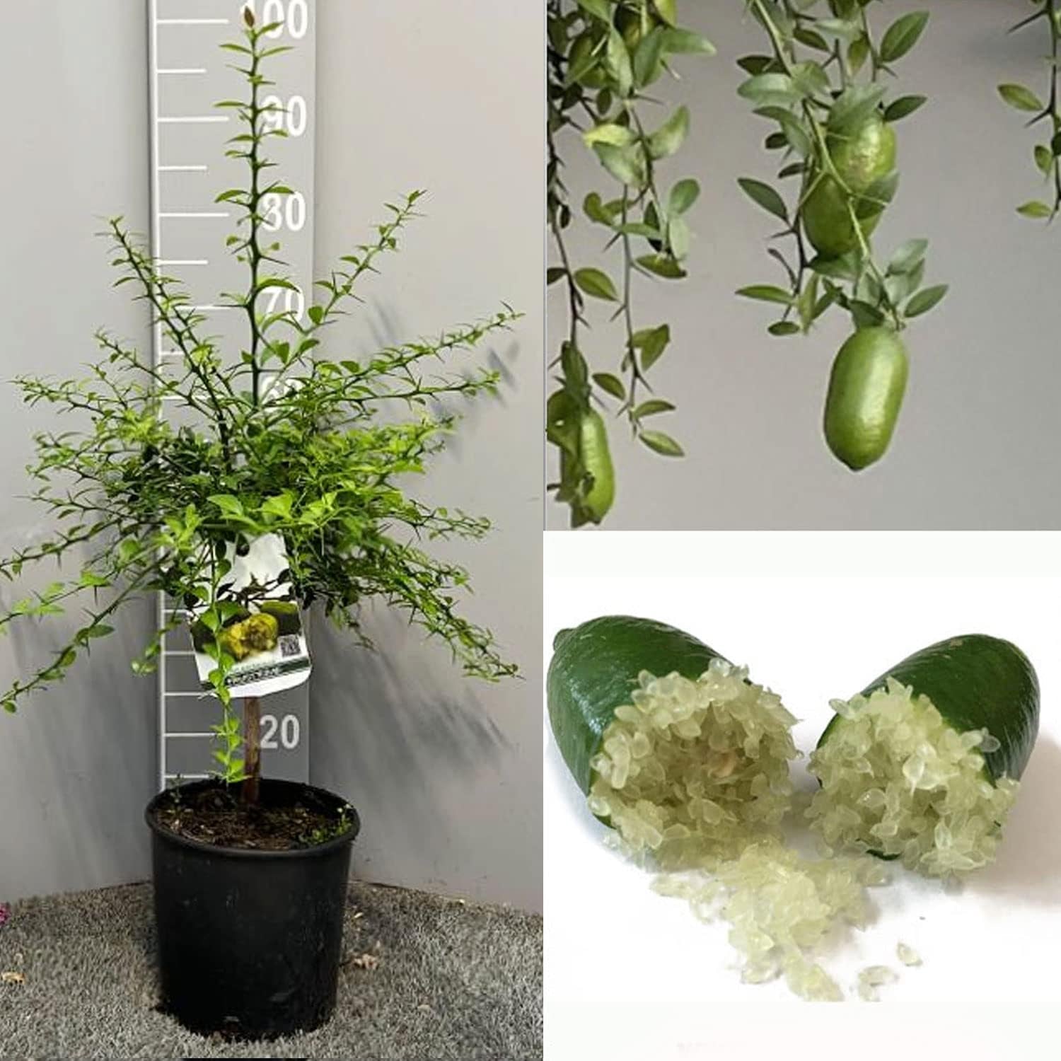 SAVINI VIVAI Zitronenpflanze, Grüner Kaviar, Faustrime, Zitrusbaum, Fingerlimette, Zitronensetzling Im Topf, 20 Cm, Höhe 50–70 Cm, 2 Jahre Veredelung, Hergestellt in Italien