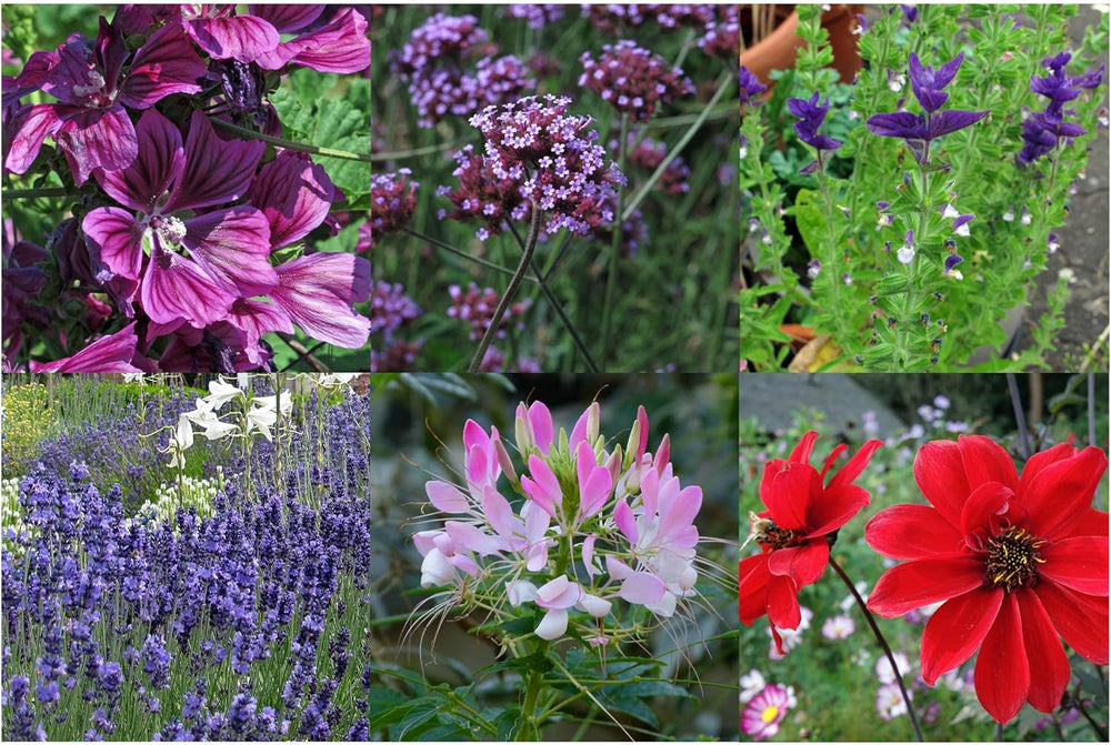 Plantele noastre preferate: Plante perene și flori de vară pentru iubitorii de flori (organice) - Set cadou de semințe cu 6 soiuri minunate pentru o explozie florală sălbatică - te face fericit!