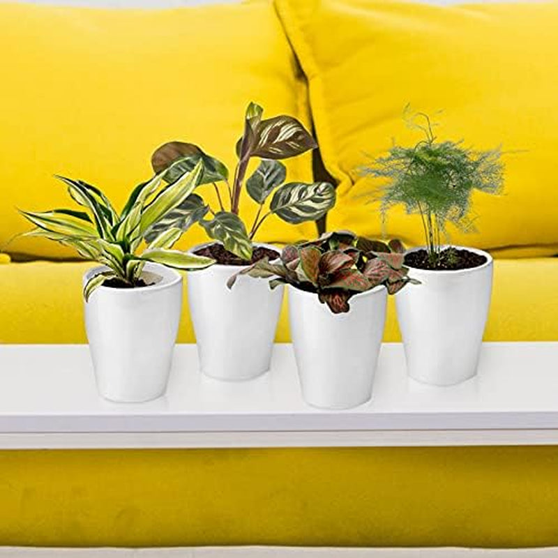 Vdvelde.Com - Mini Plants 20-20 Farne Und Zimmerpflanzen - Ø 6 Cm ↥ Ca. 10 Cm - Ohne Töpfe
