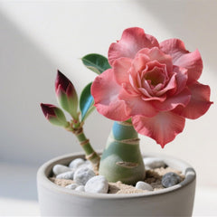Winterhart pflanzen, Gift, Mysteriöse magische Glühbirne,Lebende Pflanzen,Mehrjährige Blumenzwiebel ist winterhart,Blumenzwiebel Mix-2Wüstenrose knollen-C