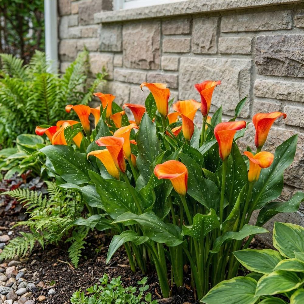 Bulbi de cale, plantă perenă rezistentă - Zantedeschia Orange Passion (Portocaliu) - 5 bulbi de flori mari - Plante adevărate din Olanda - pentru grădină și ghiveci (nu semințe, nu artificiale)