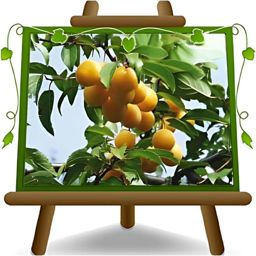 Shiro-Pflaumen Tropfen Gold -Obstpflanze Alte Frucht Auf Blumentopf 26 - Baum Max 200 Cm – 4 Jahre Anbau Italien