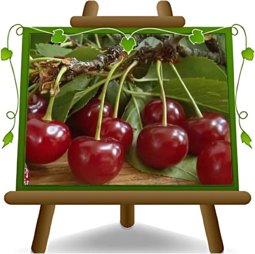 Sauerkirschbaum Amarena Progressiflora – Obstpflanze Im Topf Ø 20 Cm, Höhe 150–170 Cm, Alter: 2 Jahre – Italienische Baumschule