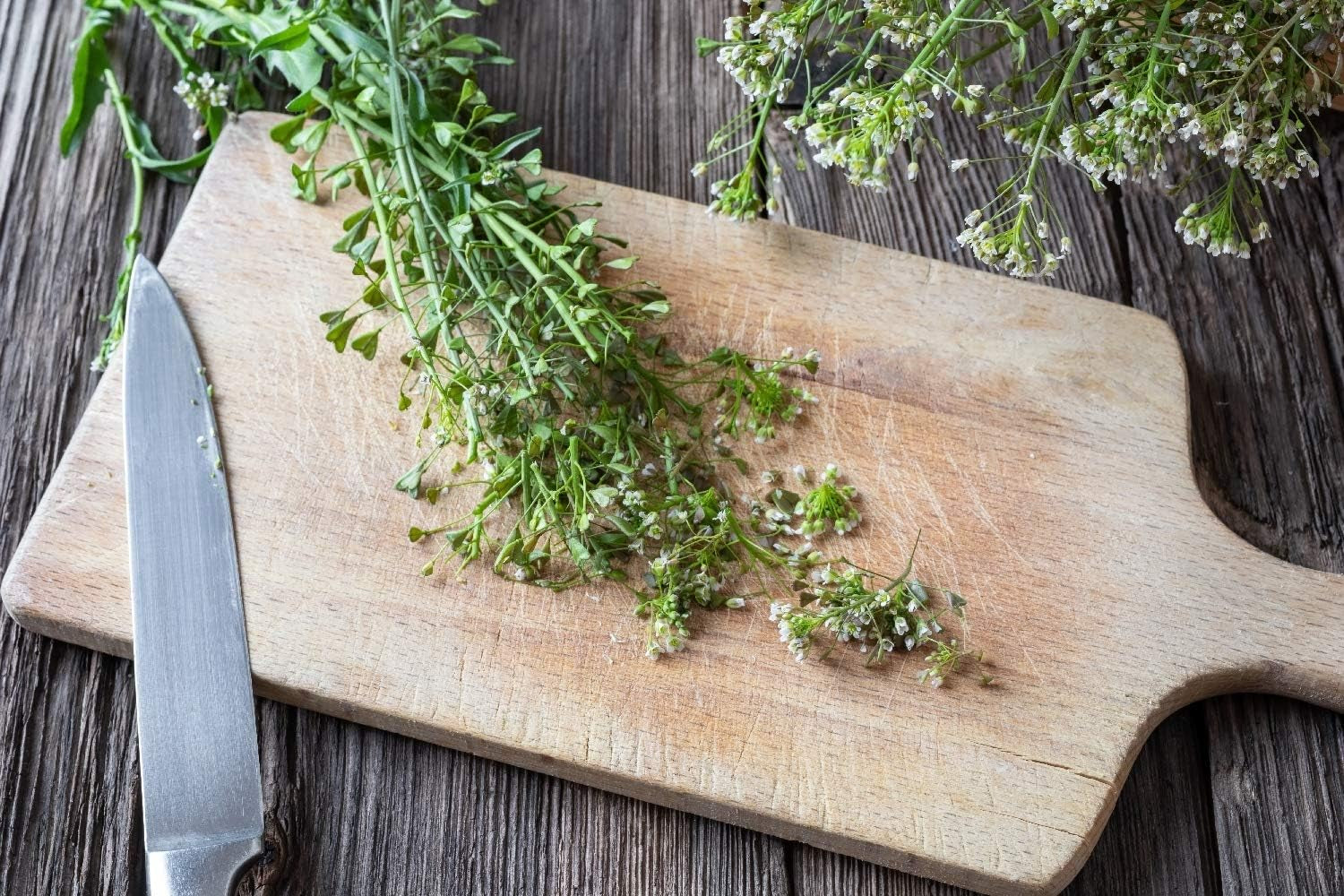 SAFLAX - Heilpflanzen - Hirtentäschel - 1000 Samen - Capsella Bursa-Pastoris