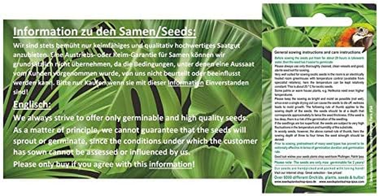 Stk - 5X Astrophytum Ornatum - Sternkaktus Kakteen Kaktus Pflanzen - Samen ID1649 -
