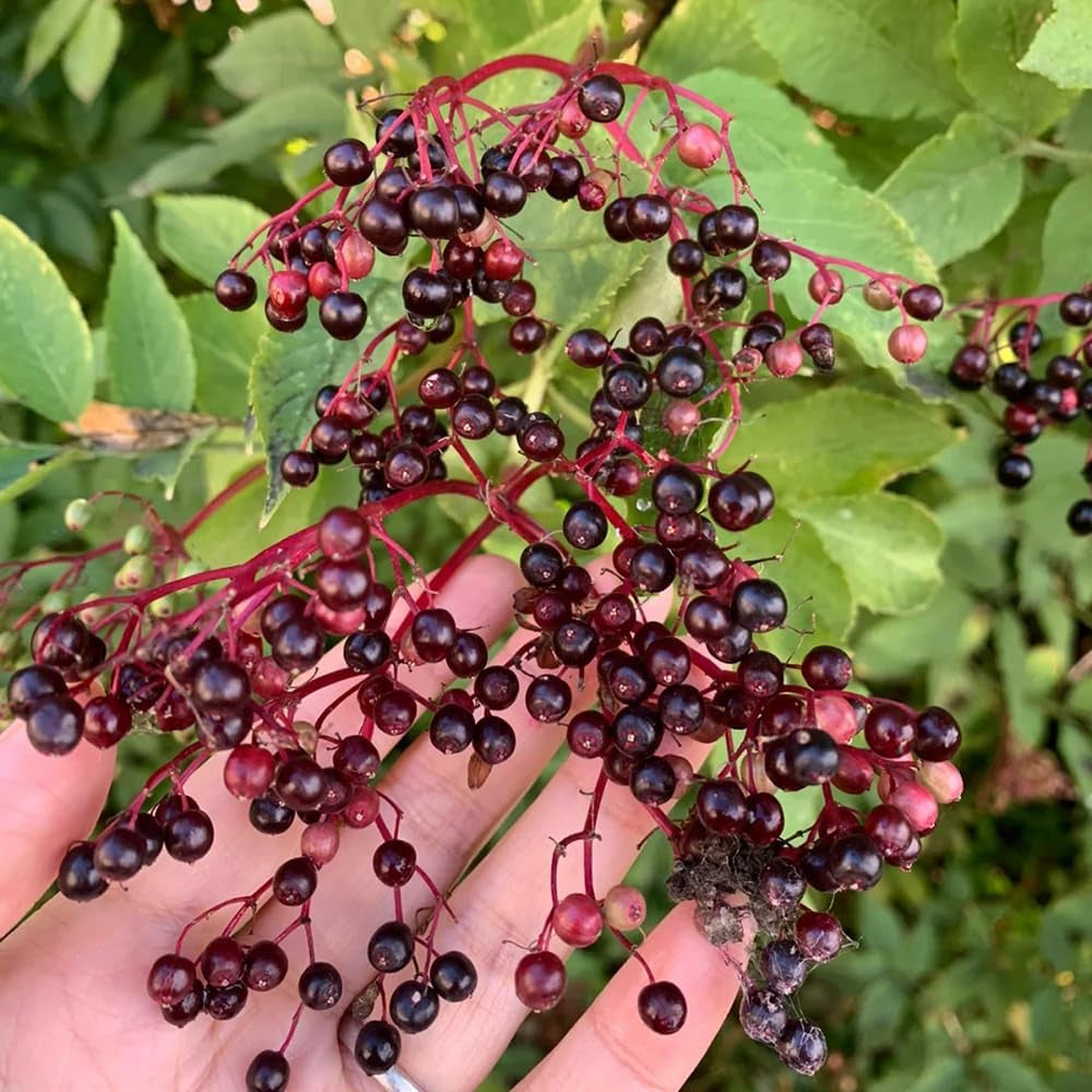 Holunder, Garten Sträucher Winterhart Grünpflanzen Bio Winterhart 100Samen