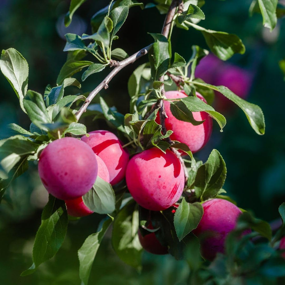 Fortune Pflaumen - Obstpflanze Auf Blumentopf 20 - Baum Max 170 Cm - 2 Jahre Anbau Italien