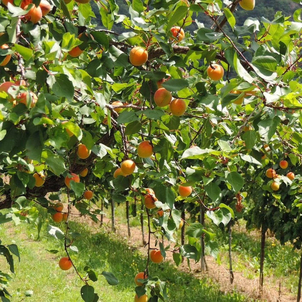 Aprikosenbaum Fracasso Obstbaum Im Topf 26 Cm Höhe Ca. 180 Cm – Alter 4 Jahre - Italienische Gärtnerei