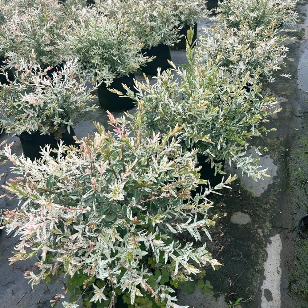 Harlekinweide - Garten Salix Integra - Schnell Wachsende Sträucher Baumsamen Sträucher Winterhart Gartenarbeit Geschenk Hochbeet Topfpflanzen Draußen Winterhart 20Samen