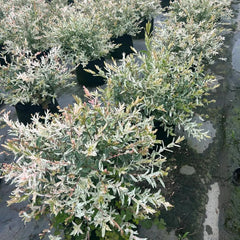 Harlekinweidesamen, Balkonpflanzen Salix Integra, Exotische Baumsamen Gartenarbeit Geschenk Kübelpflanzen Sträucher Winterhart Seltene 300Pcs