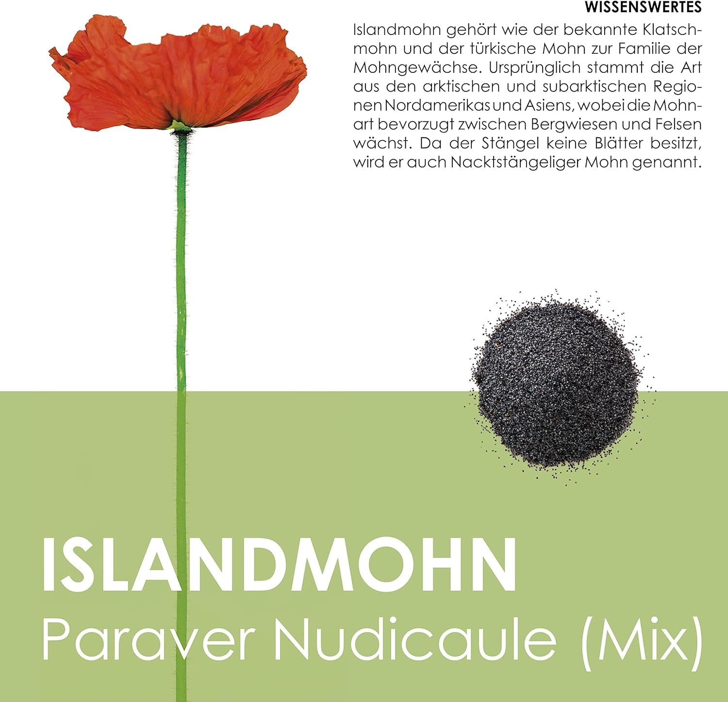 Amestec de semințe de mac islandez (Papaver nudicaule) - Maci cu înflorire frumoasă, cu o perioadă lungă de înflorire, pentru o pajiște cu flori colorate (mac islandez)