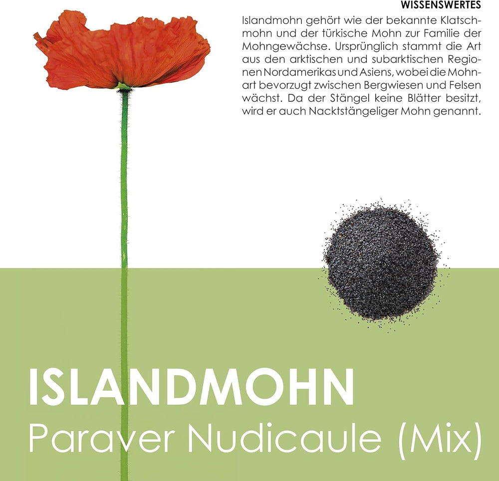 Amestec de semințe de mac islandez (Papaver nudicaule) - Maci cu înflorire frumoasă, cu o perioadă lungă de înflorire, pentru o pajiște cu flori colorate (mac islandez)