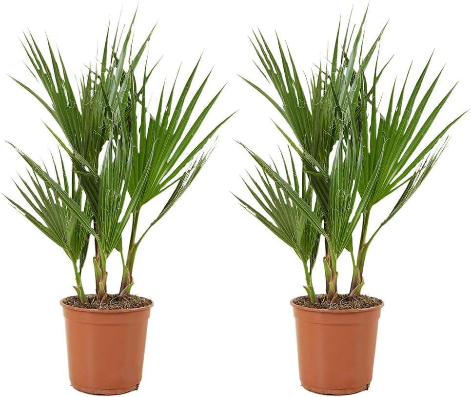 Bloomique - 2Er Set - Washingtonia Robusta - Mexikanische Fächerpalme - Palme - Winterharte Balkonpflanzen - Gartenpflanzen Winterhart - Höhe 80-100 Cm - Topf 21 Cm