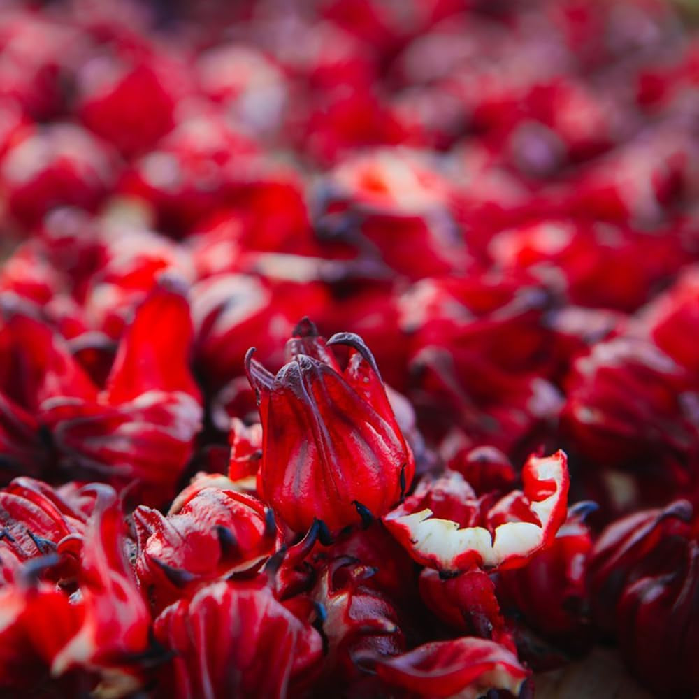 Hibiscus Sabdariffa Bio Schnell Wachsende Sträucher Hecken Immergrüne Sträucher Winterhart Blühend Blumenwiese Für Sonnige Plätze Hochbeet Küchenkräuter Balkonpflanzen 60Samen