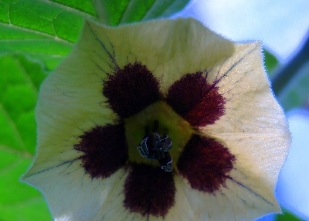 SAFLAX - Kapstachelbeere/Andenbeere - 100 Samen - Physalis Peruviana