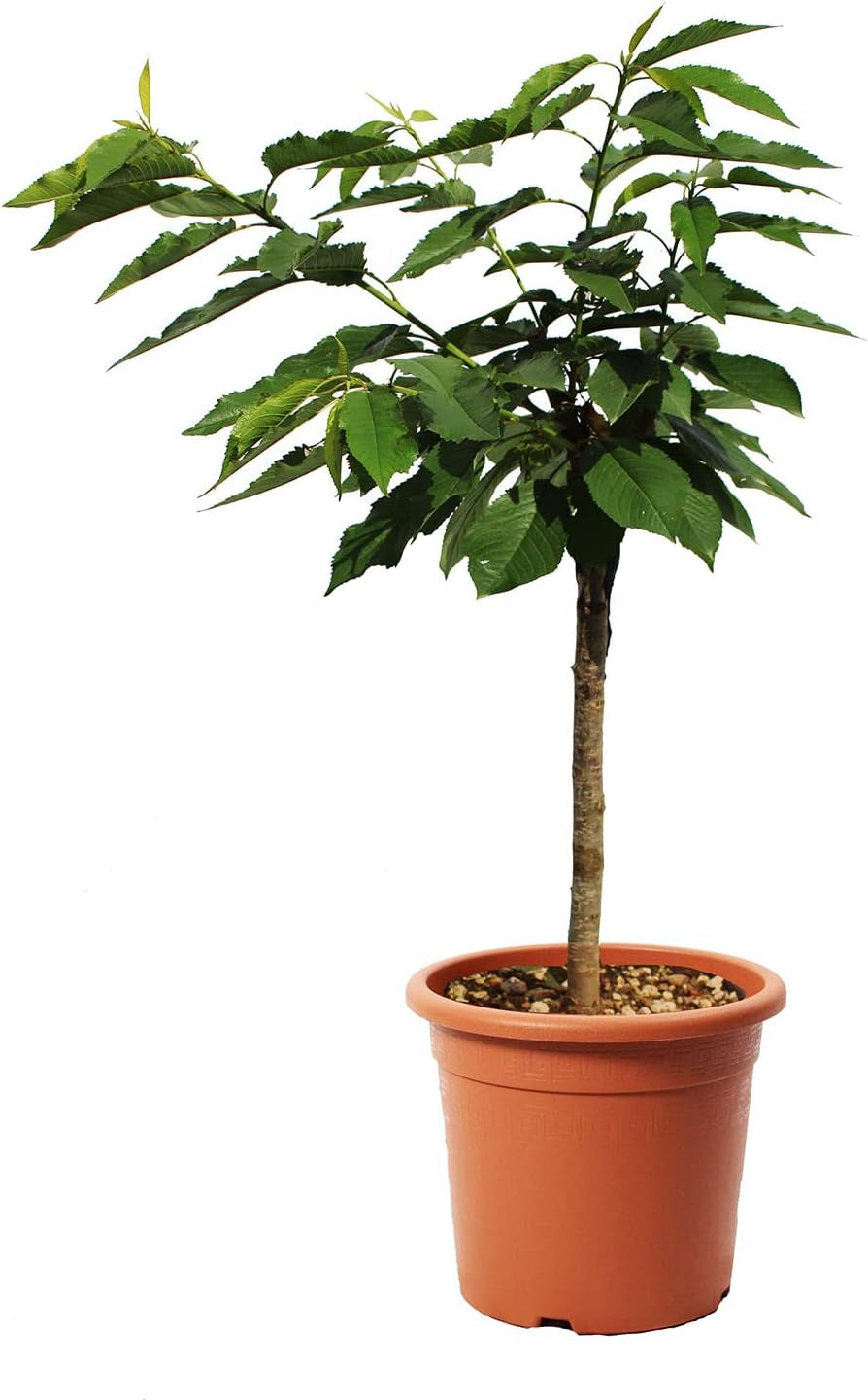 KENTIS - Garden Bing Zwergkirschenpflanze - Echte Pflanzen Für Den Außenbereich - Kleiner Obstbaum Für Den Kirschgarten - Kulturtopf Ø 24 Cm