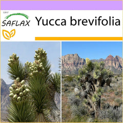 SAFLAX - Joshua Tree - 10 Samen - Yucca Brevifolia