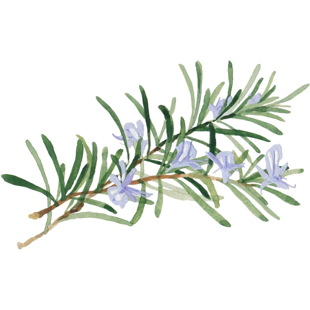 WELEDA Bio Skin, Pflegecreme für sehr trockene Haut, 75 ml Dusche und Bad Naty Shop