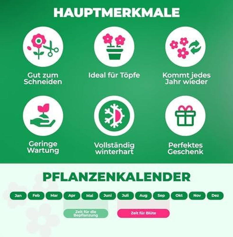 Bulbi de cale, plantă perenă rezistentă - Zantedeschia Orange Passion (Portocaliu) - 5 bulbi de flori mari - Plante adevărate din Olanda - pentru grădină și ghiveci (nu semințe, nu artificiale)