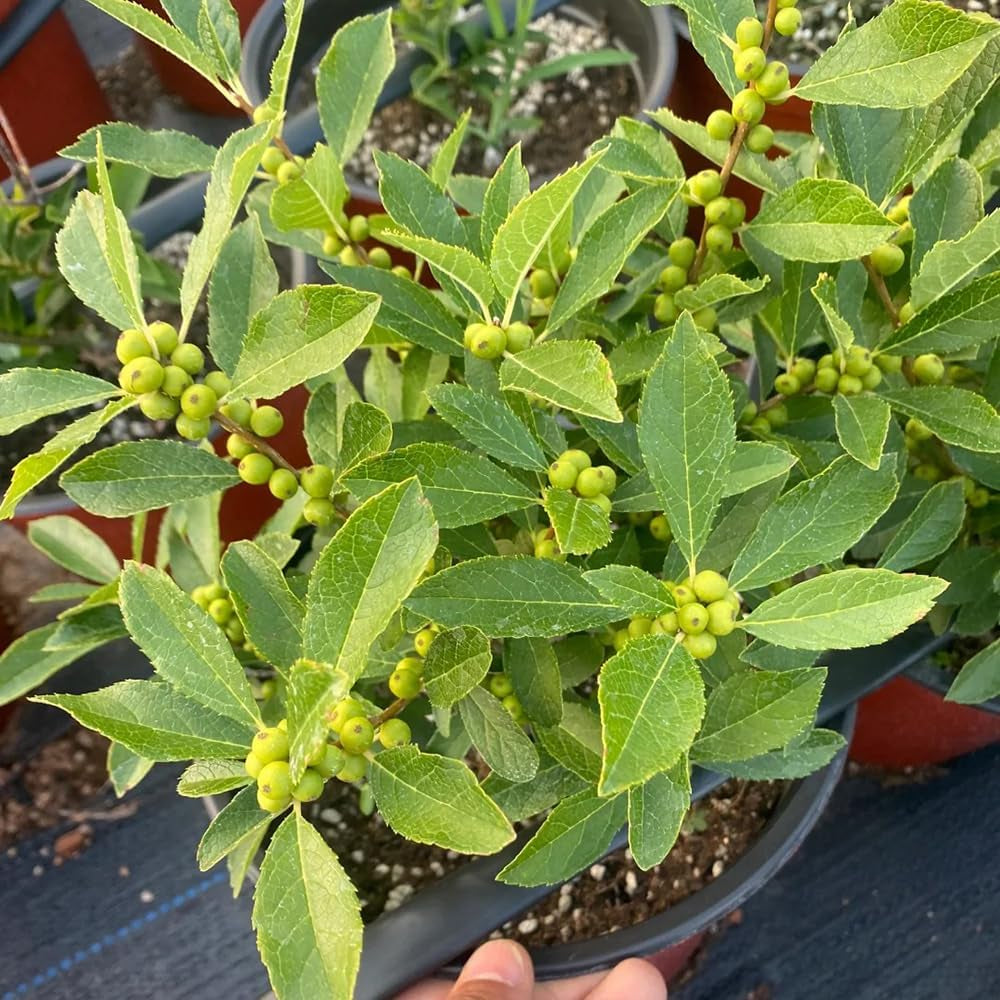 Stechpalme Baumsamen Garten Winterhart Stechpalme, Zimmerbonsai Gartendeko Für Draußen Balkon, Deko Wohnzimmer 25Samen