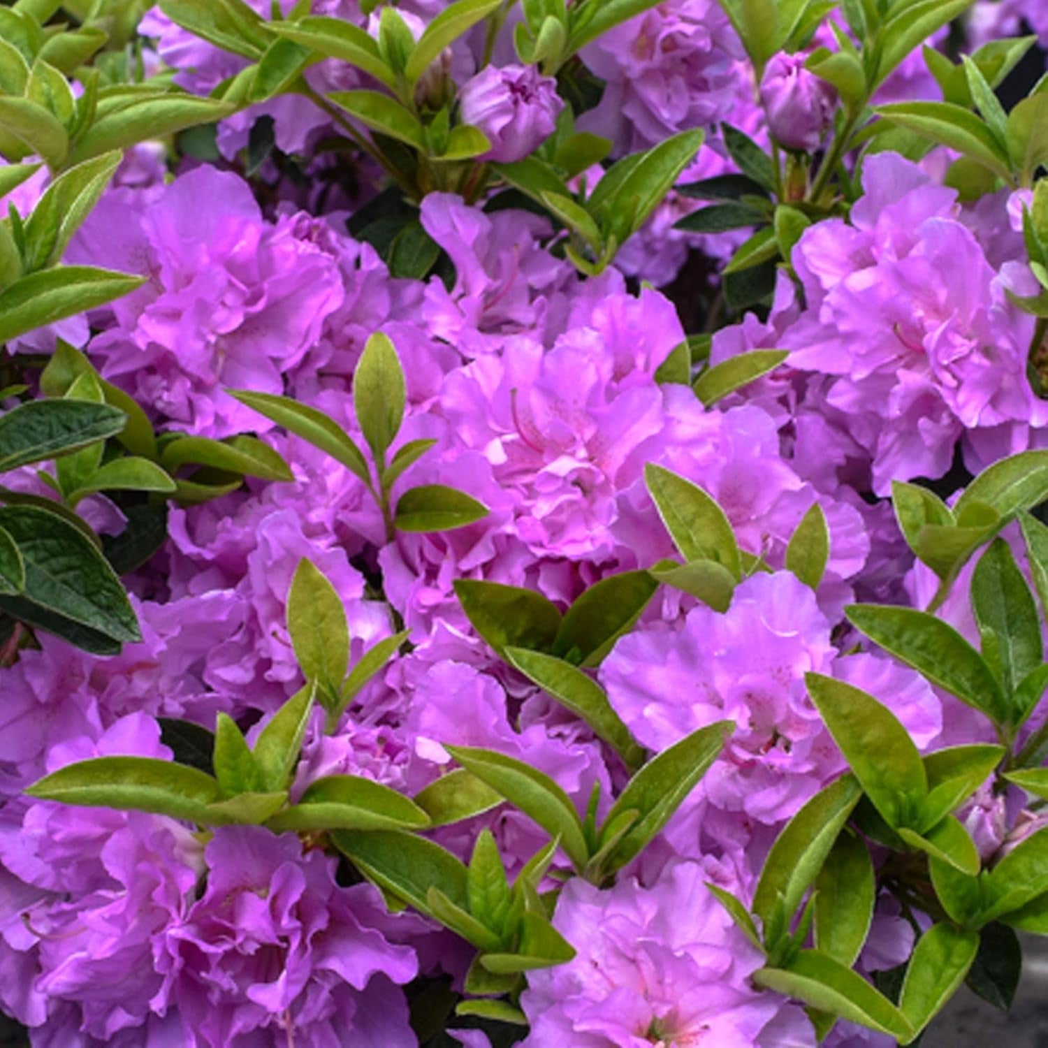 LILA AZALEA JAPANISCHER IMMERGRÜNER STRAUCH ROBUSTE GARTENPFLANZEN IM 2L TOPF X B1