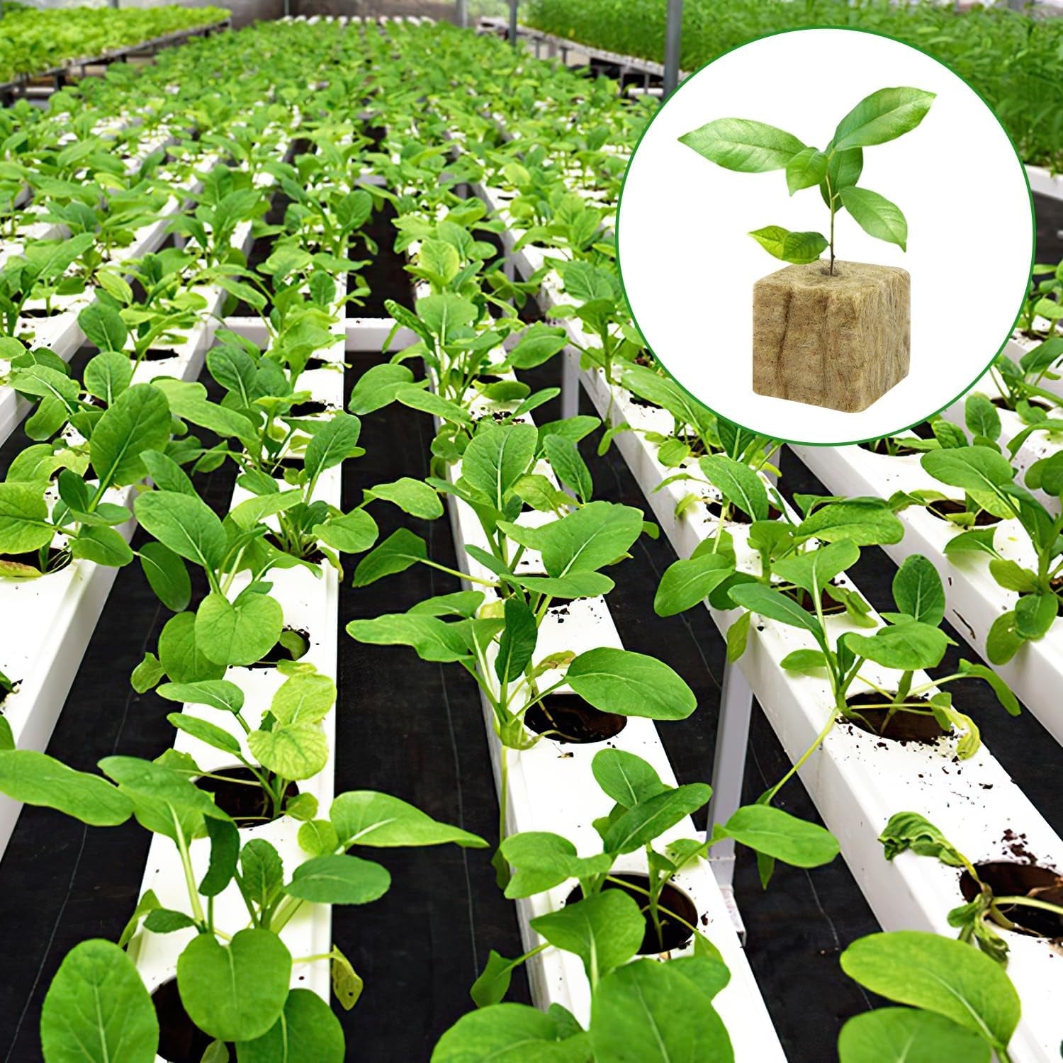 Cuburi pentru răsaduri Rockwool, 56 bucăți, 4x4x4cm. Ecologice și bine aerate pentru cultivarea fără sol a răsadurilor, butașilor și clonelor.