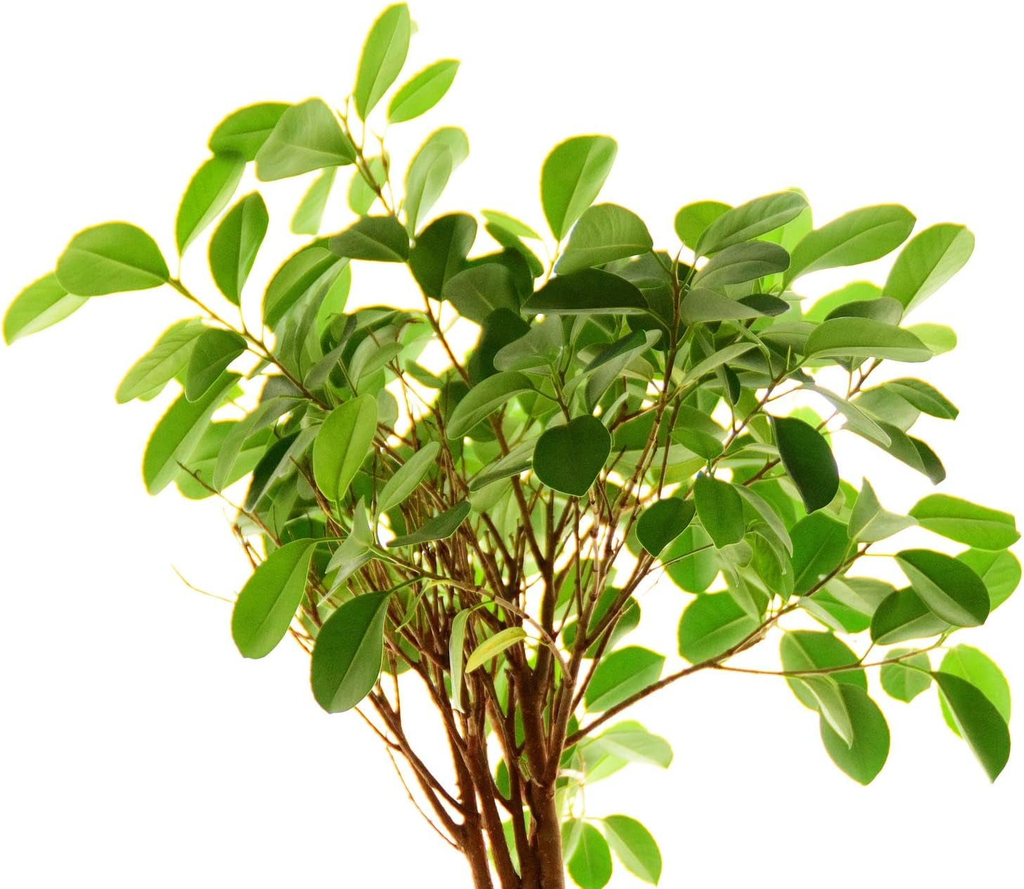 Buddha Baum/Pappel Feige (Ficus Religiosa) - 100 Samen(Mindestens) !!