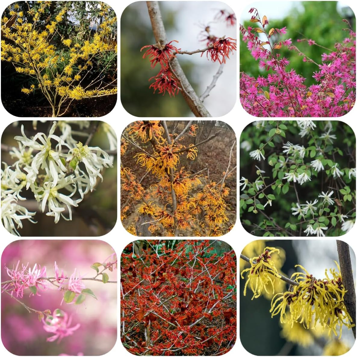 Zaubernuss, Blumensamen Schnell Wachsende Gartendeko Für Draußen Blumensamen Gastgeschenk Seltene 100Samen