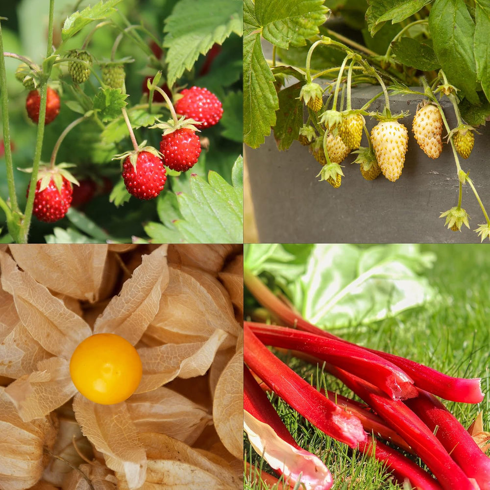 Set de semințe de fructe: Semințe premium de grădină cu 8 varietăți de plante fructifere pentru grădină și balcon – semințe de pepene verde, semințe de căpșuni, agrișe, rubarbă și multe altele – Set cadou cu semințe de fructe de la OwnGrown