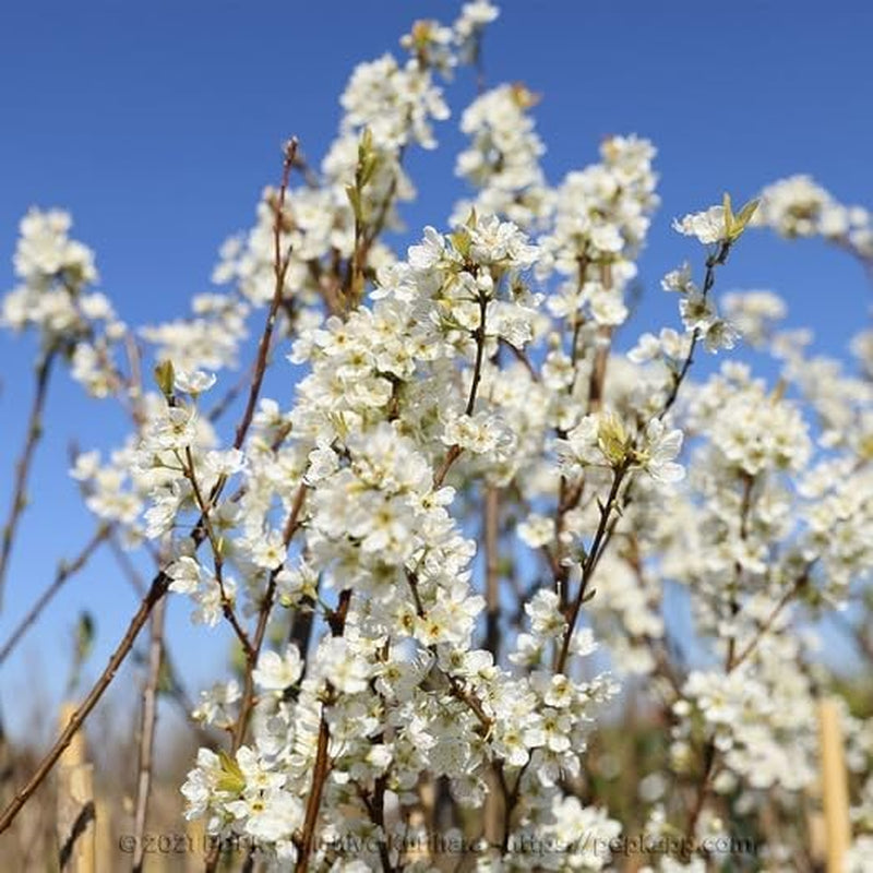 Fortune Pflaumen - Obstpflanze Auf Blumentopf 20 - Baum Max 170 Cm - 2 Jahre Anbau Italien