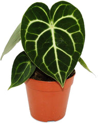 Flamingoblume - Anthurium Clarinervium - Herzblattblume - 12Cm Topf