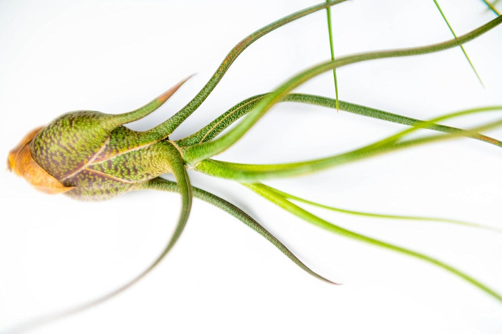 Packung Luftpflanzen - Tillandsia Ionantha, T. Butzii, T. Juncea - Natürliche Blütenpflanzen - Außen Und Innen (3 Stück)