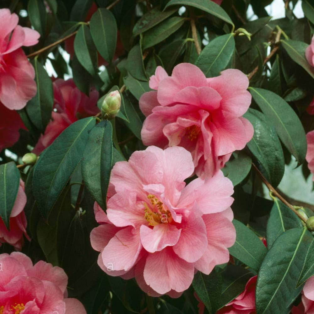 Set de 3 plante Camellia Gardeners Dream (roșu, alb și roz) - Arbuști cu flori veșnic verzi, rezistenți - Plante rezistente pentru grădină - Plante rezistente pentru balcon - Plante rezistente pentru ghiveci