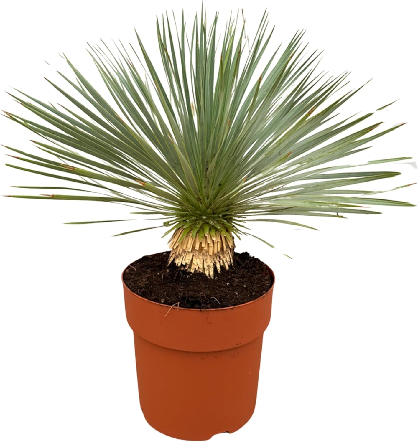 Trendyplants - Yucca Rostrata Am Stamm - Winterhart - Gartenpflanze - Höhe 60-80 Cm - Topfgröße Ø30Cm