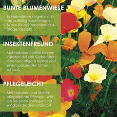 Amestec de semințe de mac californian (Eschscholzia californica) - Maci cu înflorire frumoasă, cu o perioadă lungă de înflorire, pentru o pajiște cu flori colorate (Mac californian)
