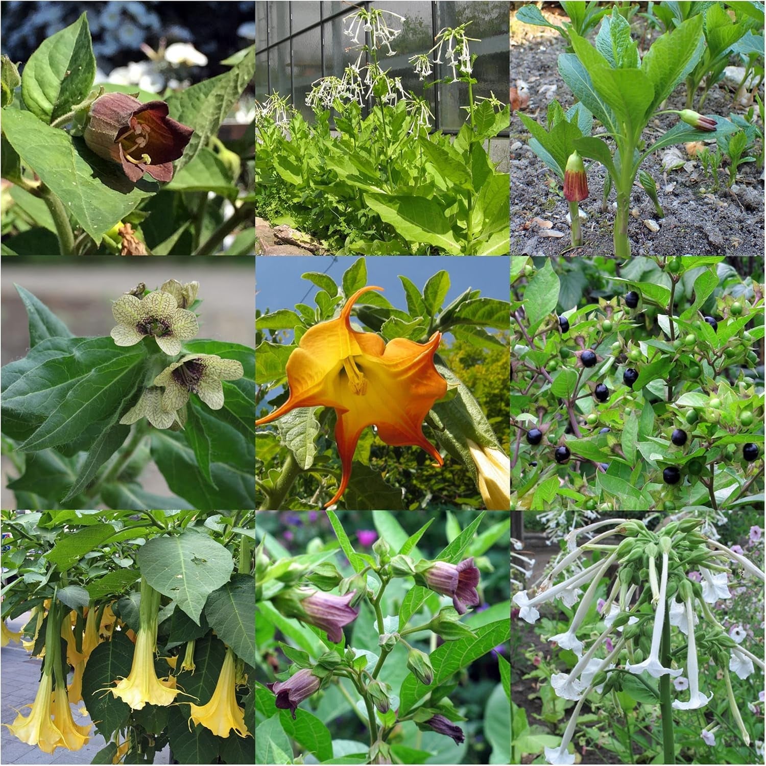 Plante legendare de mătrăgună - Set de semințe cu 5 plante magice