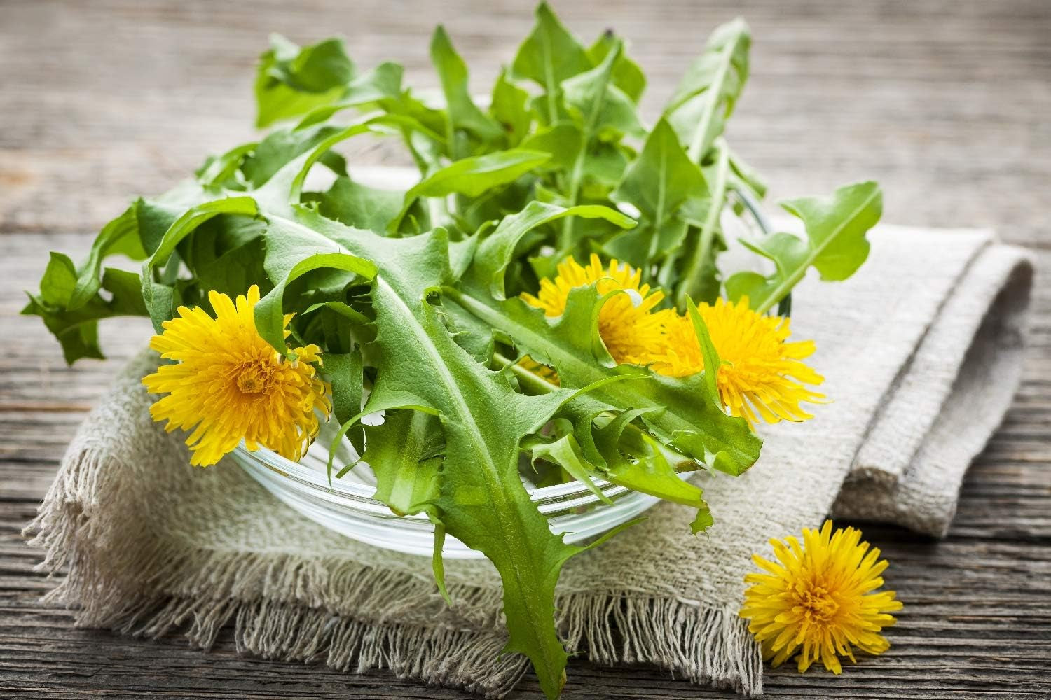 SAFLAX - BIO - Păpădie - 400 semințe - Taraxacum officinale