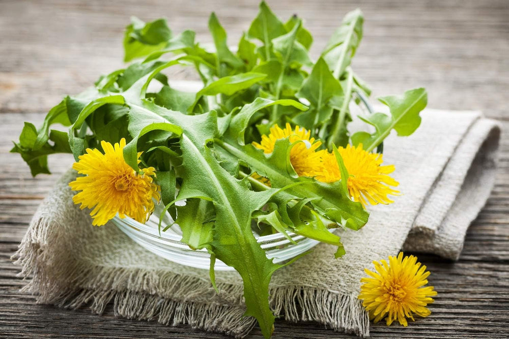 SAFLAX - BIO - Păpădie - 400 semințe - Taraxacum officinale