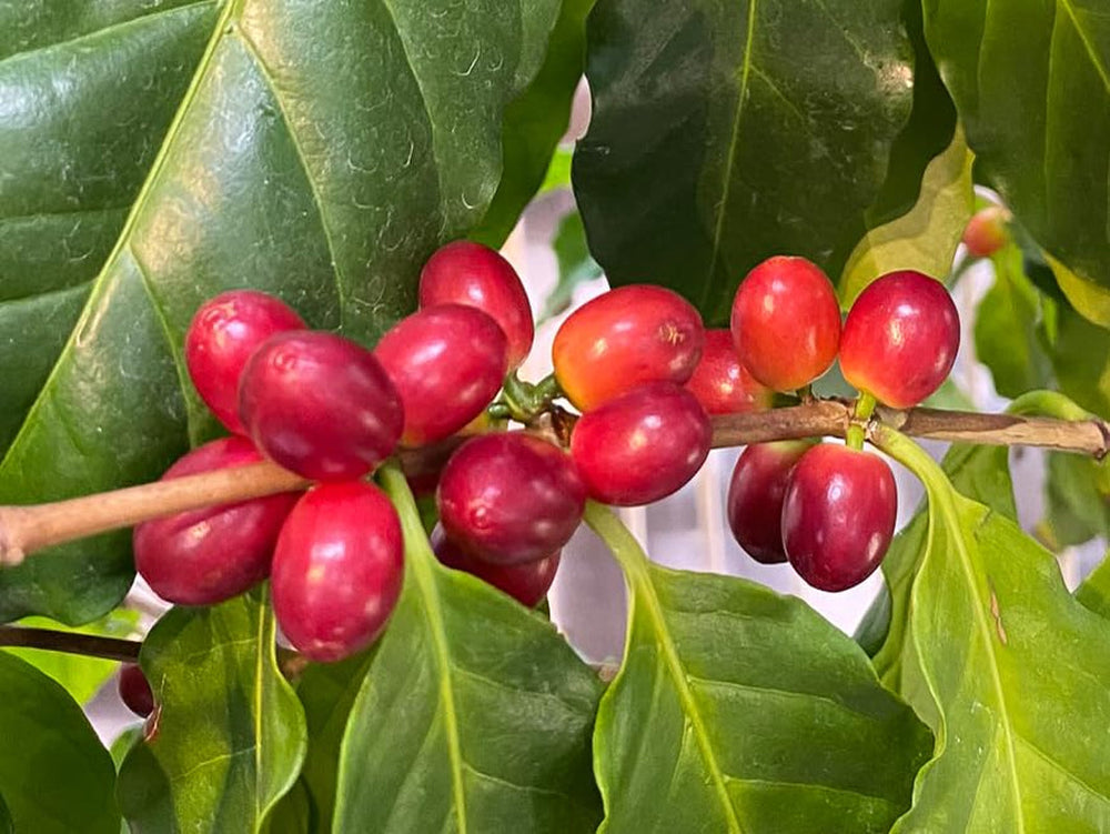 Bio FT Naturland Röstkaffee Arabica, 250g ganze Bohne