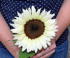 Procut White Night F1 Sonnenblumensamen Von Bobby-Seeds Portion