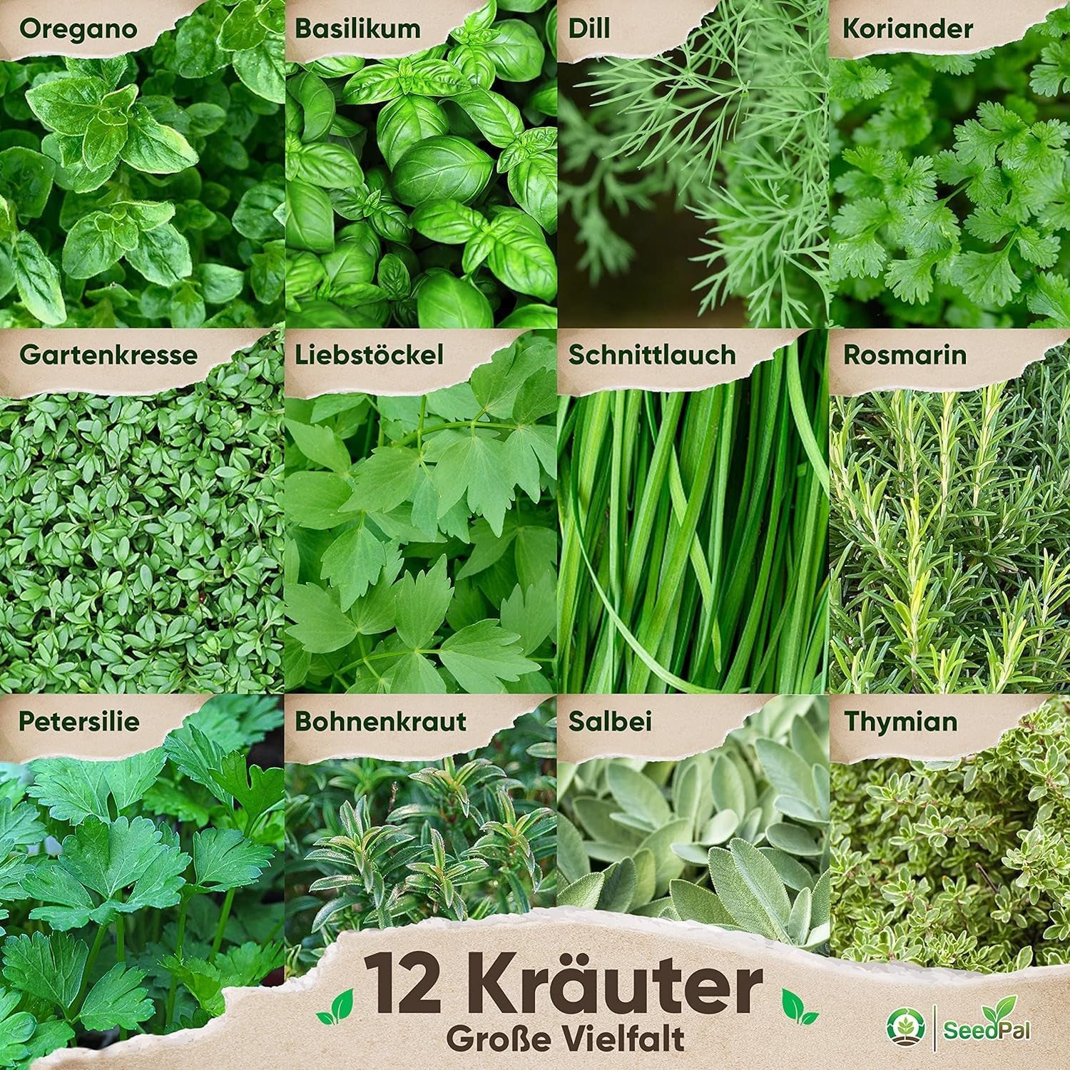 Kräutersamen Set - 12 Beliebtesten Küchenkräuter - Kräuter der Provence, italienische Kräuter - Kräutergarten für Küche oder Balkon - Samen Saatgut - Gartenkräuter Sorten