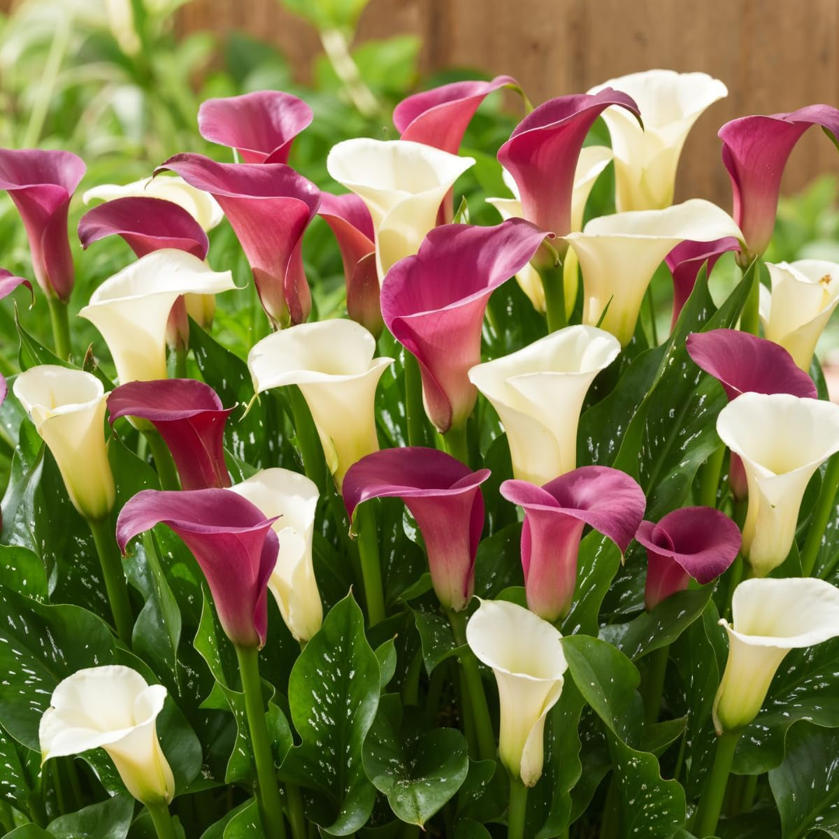 Bulbi de cale, plantă perenă rezistentă - Zantedeschia Orange Passion (Portocaliu) - 5 bulbi de flori mari - Plante adevărate din Olanda - pentru grădină și ghiveci (nu semințe, nu artificiale)