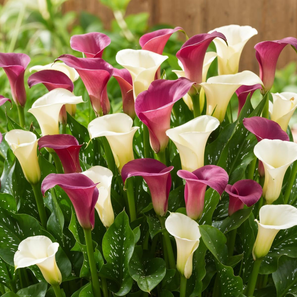 Bulbi de cale, plantă perenă rezistentă - Zantedeschia Orange Passion (Portocaliu) - 5 bulbi de flori mari - Plante adevărate din Olanda - pentru grădină și ghiveci (nu semințe, nu artificiale)