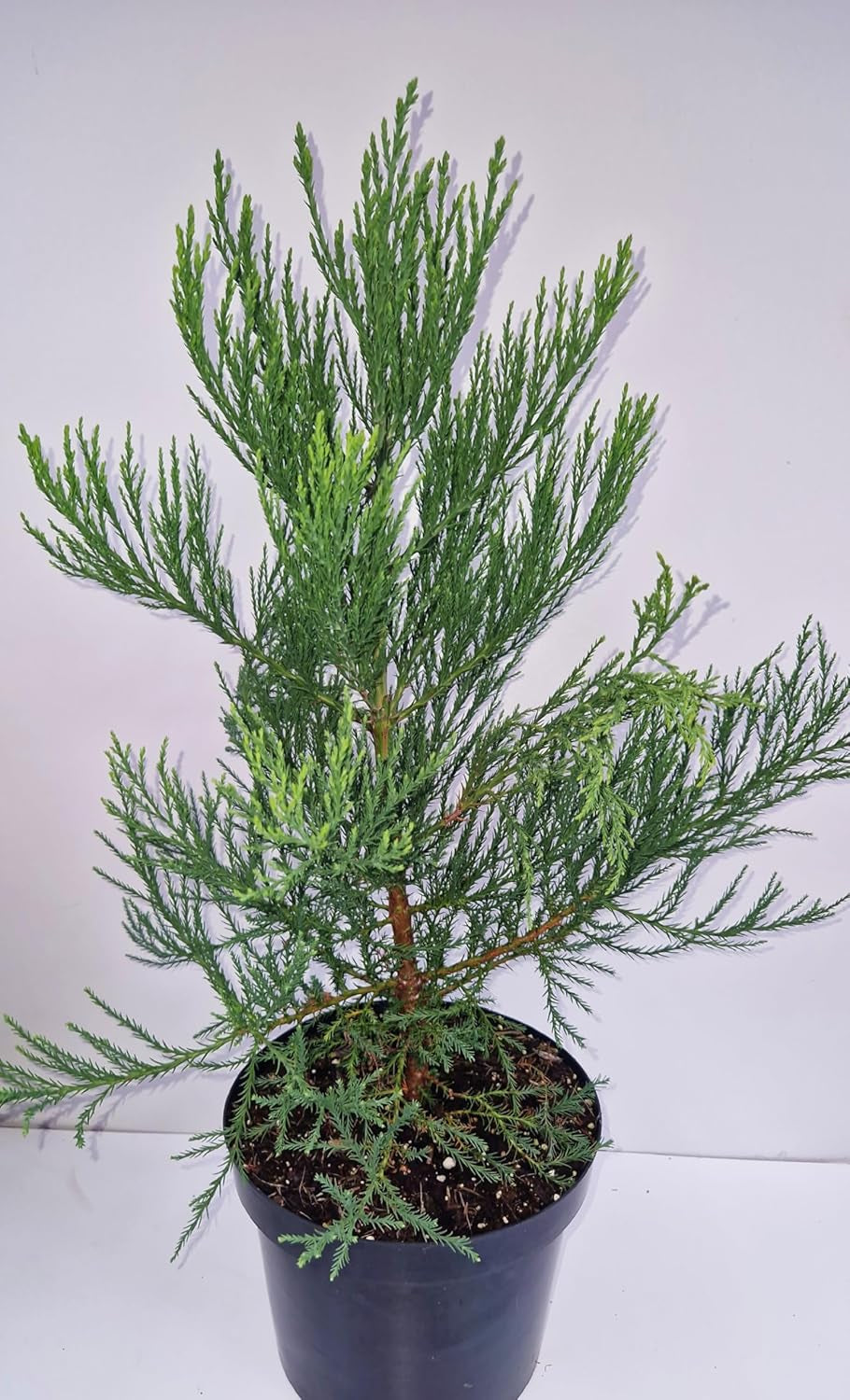 Immergrüner Mammutbaum Sequoiadendron Giganteum 40-50 Cm Hoch Im 7,5 Liter Pflanzcontainer