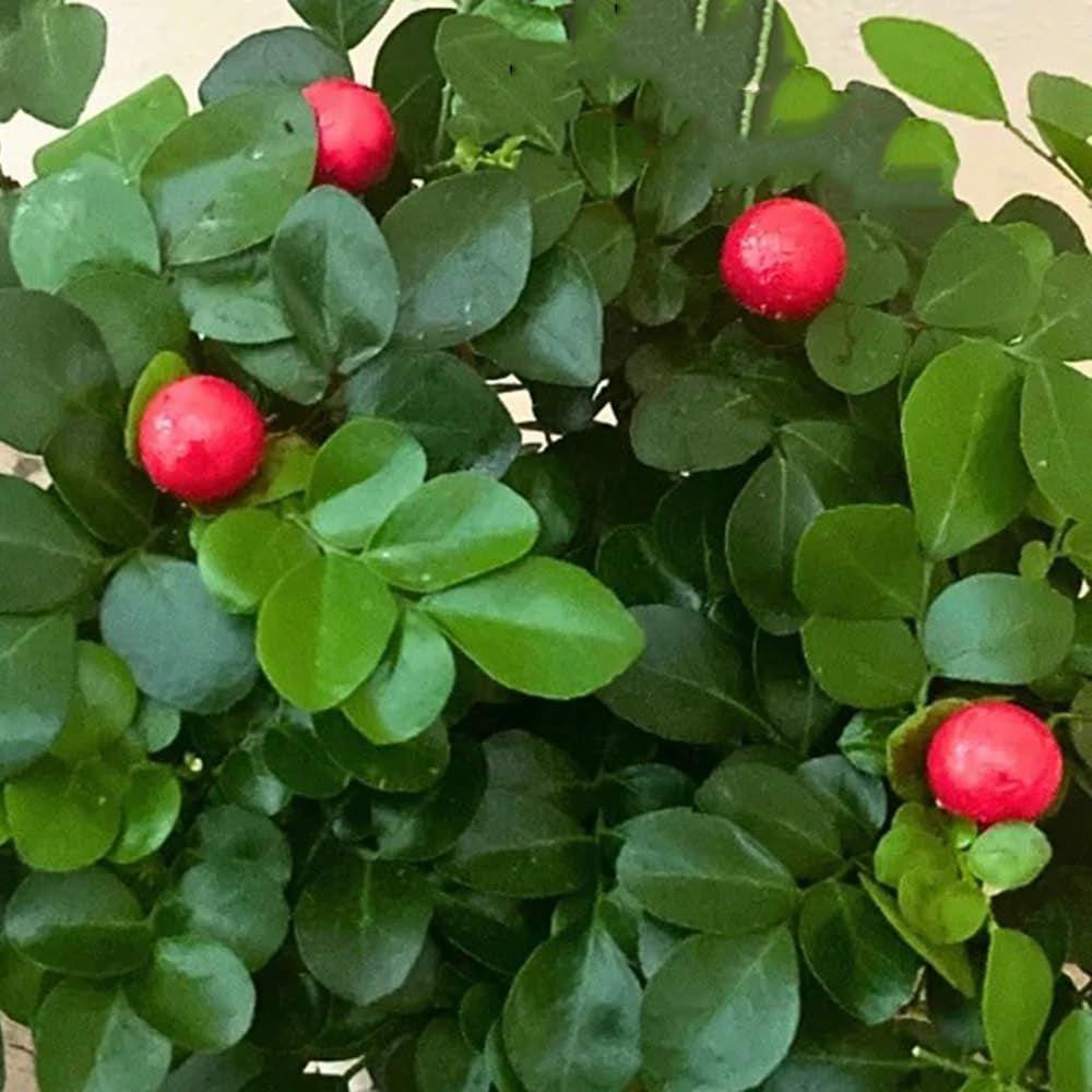 Murraya Exotica, Kräutergarten Kräutersamen, Stauden Winterhart Mehrjährig Exotische Nachhaltige Geschenke Exotische Immergrüne 200Samen