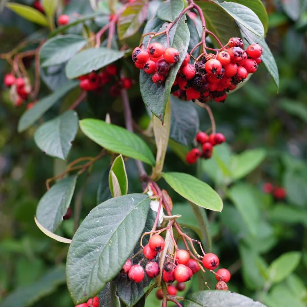 Teppichmispel, Blumensamen Gastgeschenk Bodendecker Cotoneaster Dammeri, Schnell Wachsende Sträucher Baumsamen Exotische Blühende Sträucher Winterhart 200Samen